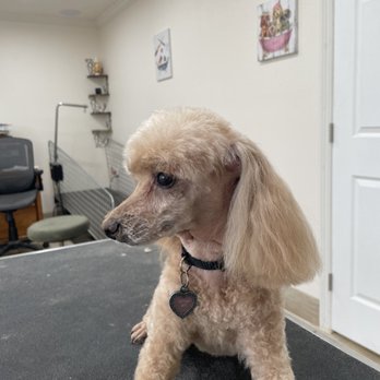 Tango Kennels - Ginger in her sexy poodle cut - Pet Groomers Near Me - Oakdale, California Tango Kennels - Ginger in her sexy poodle cut - Pet Groomers Near Me - Oakdale, California