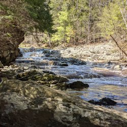 Reynolds Forest
