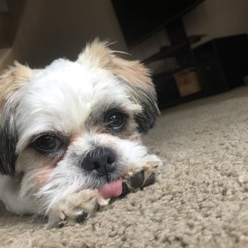 1 Love Dog Rescue - Pet Adoption Near Me - Auburn, California