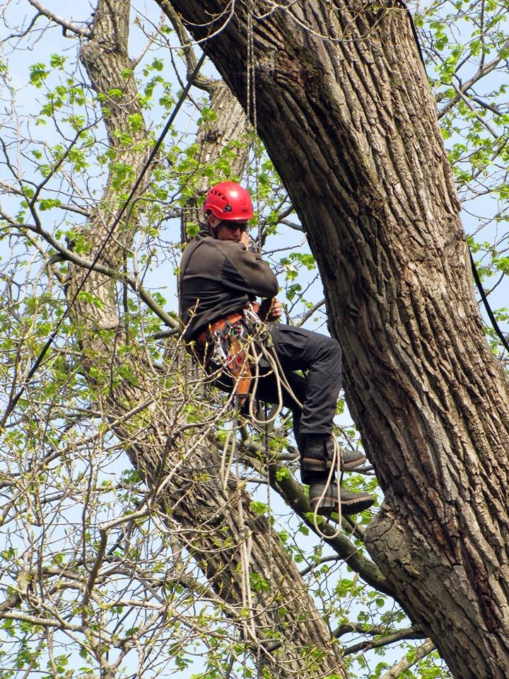 Pacesetter Tree Care - tree service in Springfield, IL