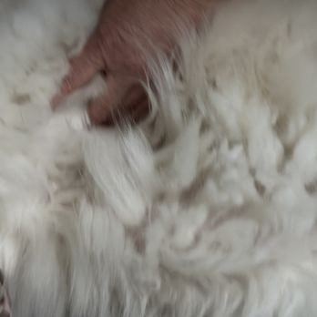petbar Boutique - Allen - Matter belly fur after deshedding shampoo. - Pet Groomers Near Me - Allen, Texas