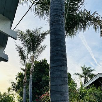 J & J Tree service - Palm trees after their work. - Tree Services Near Me - San Diego, California J & J Tree service - Palm trees after their work. - Tree Services Near Me - San Diego, California