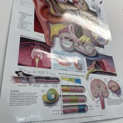 Abraham Jaguan, MD