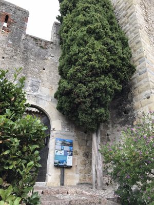 Castello Scaligero di Malcesine by null