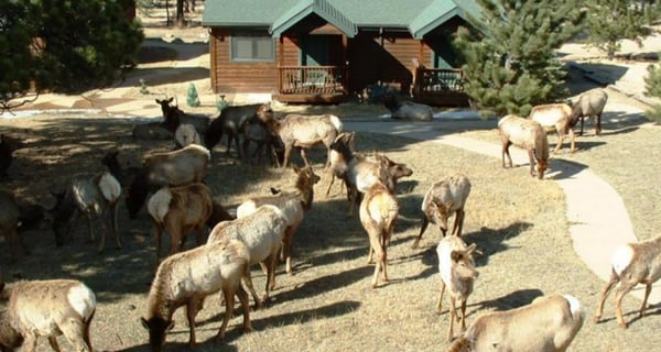 Mountain Shadows Resort by null