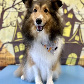 Bark Shop - Pet Training Near Me - Urbandale, Iowa Bark Shop - Pet Training Near Me - Urbandale, Iowa