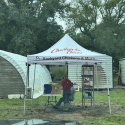 Charley’s Chicks