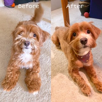 K-9 Style - Pet Groomers Near Me - Honolulu, Hawaii K-9 Style - Pet Groomers Near Me - Honolulu, Hawaii