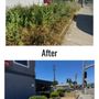 Photo of Island Scaping