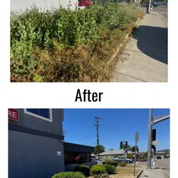 Island Scaping