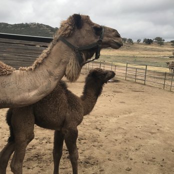 Oasis Camel Dairy - Attraction Farms Near Me - Ramona, California Oasis Camel Dairy - Attraction Farms Near Me - Ramona, California
