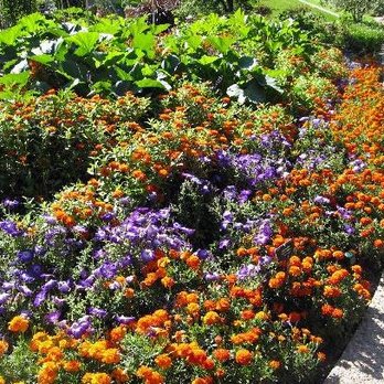 Denver Botanic Gardens - Botanical Gardens Near Me - Denver, Colorado Denver Botanic Gardens - Botanical Gardens Near Me - Denver, Colorado