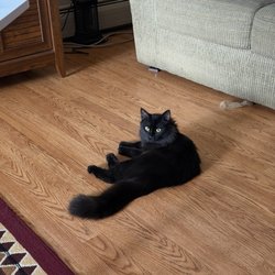Catkins Animal Rescue