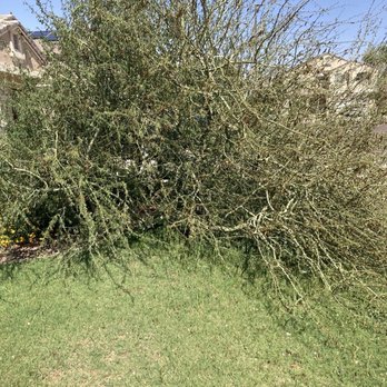 Adolfo's Landscape & Irrigation - Landscaping Near Me