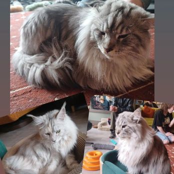 Catzen Coffee - Coffee & Tea Near Me - Saint Paul, Minnesota Catzen Coffee - Coffee & Tea Near Me - Saint Paul, Minnesota