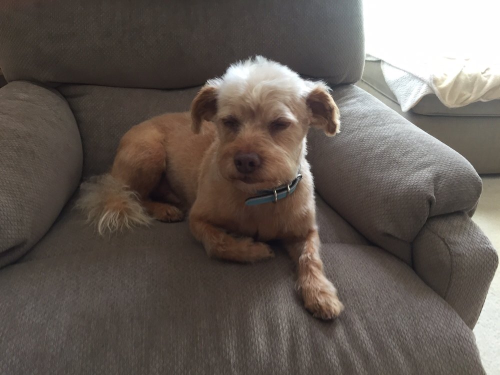 PREEN PET GROOMING 20 Photos 8345 Stewarts Bend Dr, Murfreesboro