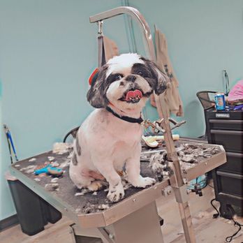 Groomingdales - Pet Groomers Near Me - Indianapolis, Indiana Groomingdales - Pet Groomers Near Me - Indianapolis, Indiana