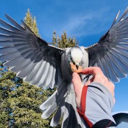 Copper Mountain - The birds at Rendezvous eat from your hand!