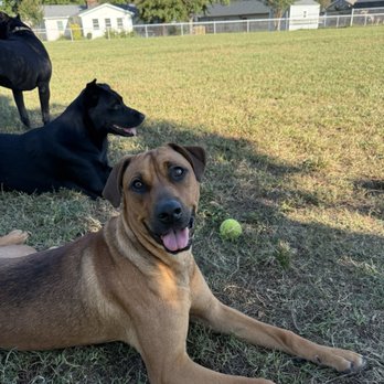 Upstate Canine Coach - Pet Training Near Me - Greenville, South Carolina Upstate Canine Coach - Pet Training Near Me - Greenville, South Carolina