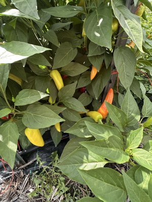 Seed Savers Exchange by null