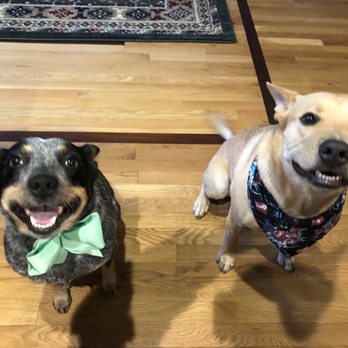Lauren's Puptopia - Smiley Luna & Ragnar - Pet Groomers Near Me - Hudson, New Hampshire
