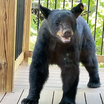 Colonial Properties - My little visitor ..... - Property Management Near Me - Pigeon Forge, Tennessee