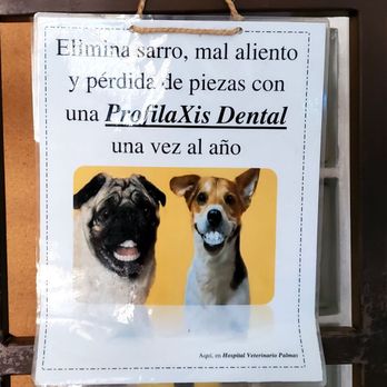 Veterinaria Palmas e Hipódromo - Pet Sitting Near Me - Tijuana, BCN Veterinaria Palmas e Hipódromo - Pet Sitting Near Me - Tijuana, BCN
