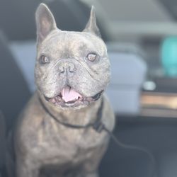 Heel Smart Dog Training