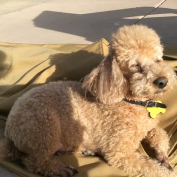 Steele Canyon Veterinary Clinic - Catching a few Rays. - Veterinarians Near Me - Jamul, California