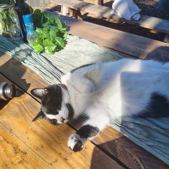 Riverbed Farm - The farm cat, Captain was a great wedding guest! - Farmers Market Near Me - Anaheim, California Riverbed Farm - The farm cat, Captain was a great wedding guest! - Farmers Market Near Me - Anaheim, California
