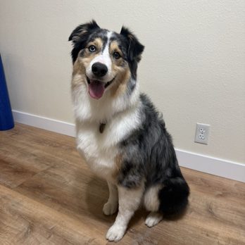 Organic Paws Pet Services - Pet Groomers Near Me - Buena Park, California Organic Paws Pet Services - Pet Groomers Near Me - Buena Park, California