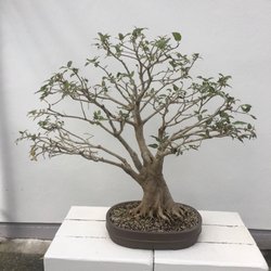 Brisbane Botanical Gardens - Check out the Bonsai display!