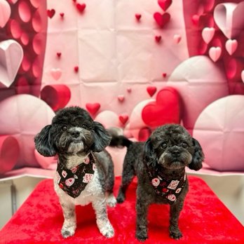 Z Dog Grooming - Pet Groomers Near Me - Las Vegas, Nevada