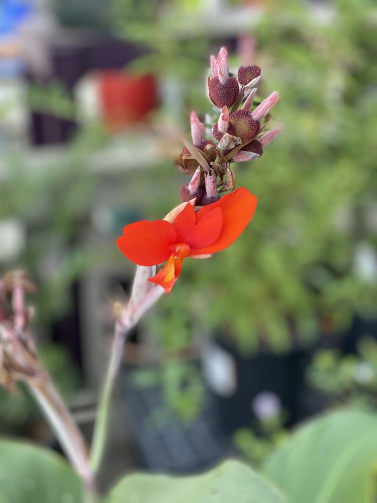 TALINI’S NURSERY Updated August 2024 152 Photos & 121 Reviews