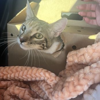 Animal Foundation - Adopted cat chewed through cardboard box - Animal Shelters Near Me - Las Vegas, Nevada