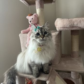 Siberian Beauty - Pet Breeders Near Me Siberian Beauty - Pet Breeders Near Me