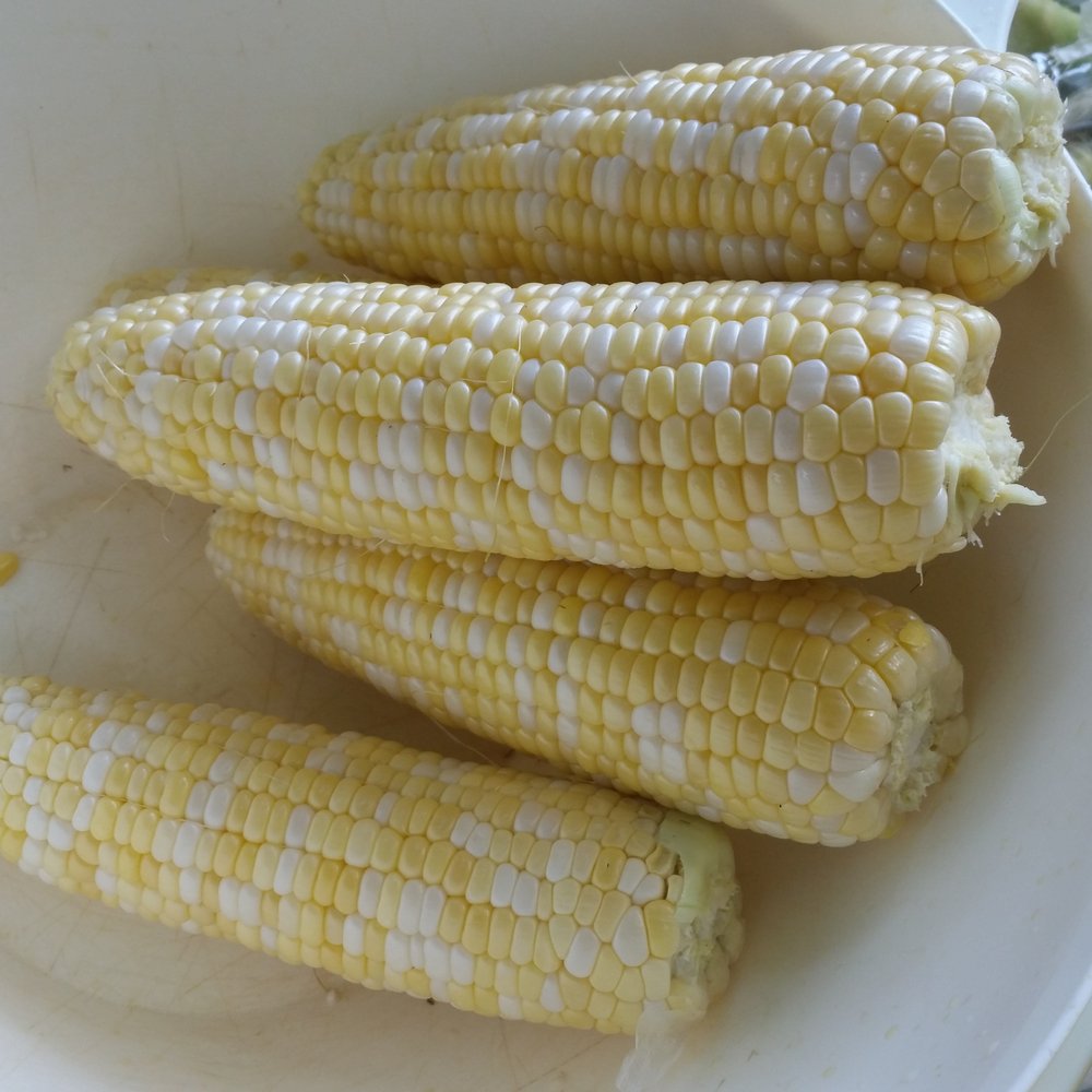 Gary's Farm Stand - Fresh-picked corn on the cob - Fruits & Veggies Near Me - Littleton, Massachusetts Gary's Farm Stand - Fresh-picked corn on the cob - Fruits & Veggies Near Me - Littleton, Massachusetts