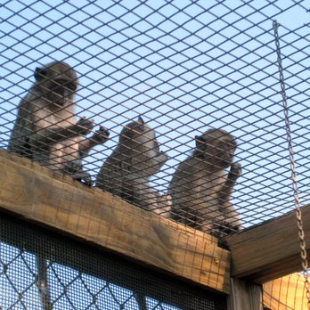 Monkey Jungle - Look out below - Zoos Near Me - Miami, Florida Monkey Jungle - Look out below - Zoos Near Me - Miami, Florida