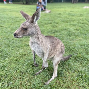 Lone Pine Koala Sanctuary - Kangaroos - Zoos Near Me - Fig Tree Pocket, QLD