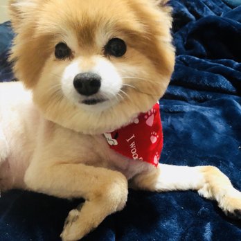 Petco - Pet Stores Near Me - Concord, New Hampshire