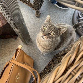 Mt Ada - Big foot, resident cat. Likes the chicken! - Bed & Breakfast Near Me - Avalon, California Mt Ada - Big foot, resident cat. Likes the chicken! - Bed & Breakfast Near Me - Avalon, California