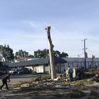 Vera’s Tree Service - Stump removal - Landscaping Near Me - Gardena, California Vera’s Tree Service - Stump removal - Landscaping Near Me - Gardena, California