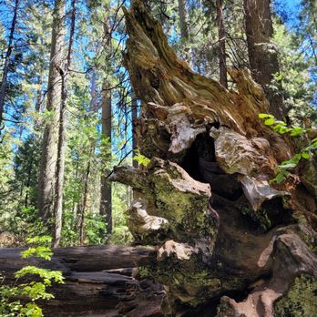 Calaveras Big Trees State Park - Parks Near Me - Arnold, California Calaveras Big Trees State Park - Parks Near Me - Arnold, California