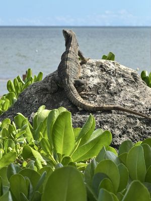 Paraiso de la Bonita, a Luxury Collection Resort, Riviera Maya, Adult All-Inclusive by null