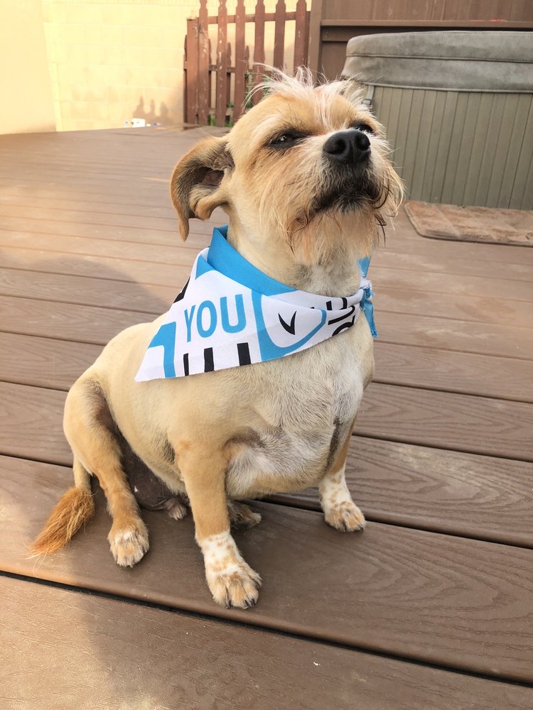 LONG BEACH PUPAZZO DOG GROOMING 54 Photos & 37 Reviews 2200 N Lakewood Blvd, Long Beach