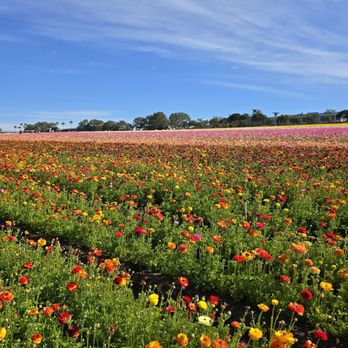 The Flower Fields - Venues & Event Spaces Near Me - Carlsbad, California The Flower Fields - Venues & Event Spaces Near Me - Carlsbad, California