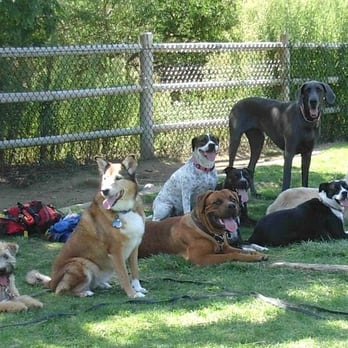 Agius Pet Services - A day at the doggie park - Dog Walkers Near Me Agius Pet Services - A day at the doggie park - Dog Walkers Near Me