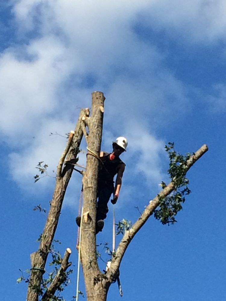 ALLEN TREE SERVICE Updated July 2024 17 Photos 2232 Wilmington