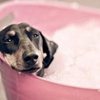 Coat Tales - Pet Groomers Near Me - Fair Lawn, New Jersey Coat Tales - Pet Groomers Near Me - Fair Lawn, New Jersey
