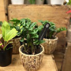 Sprouts Farmers Market